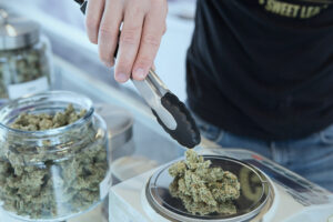 weighing cannabis plants