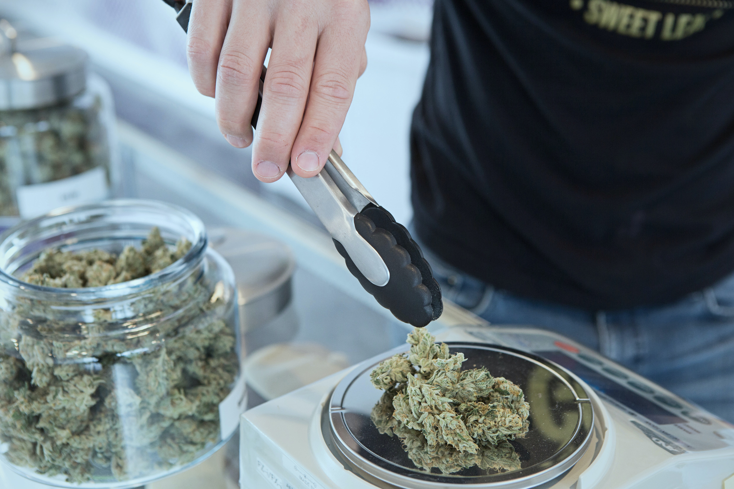 weighing cannabis plants